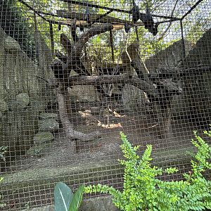 Large Flying Fox Exhibit
