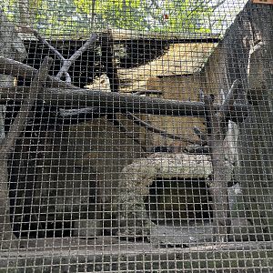 Common Palm Civet Exhibit
