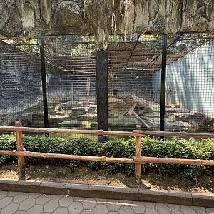 Tiger Exhibit #2 - Bengal