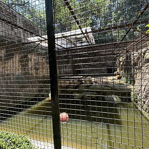 Tiger Exhibit #4 - Bengal