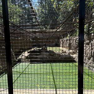 Striped Hyena Exhibit