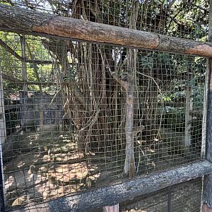 Javan Leopard Exhibit #2 - currently empty
