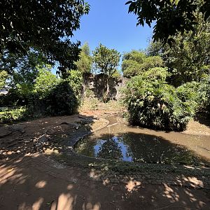 Saltwater Crocodile Exhibit (one of several)