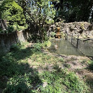 New Guinea Crocodile Exhibit #1