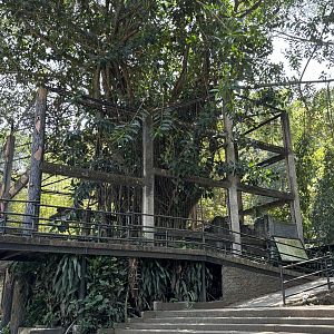 Javan Leopard Exhibit #2 - currently empty