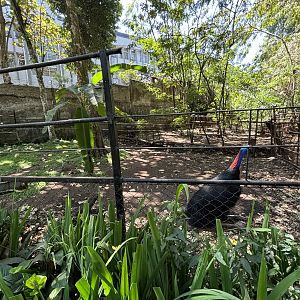 Cassowary Exhibit