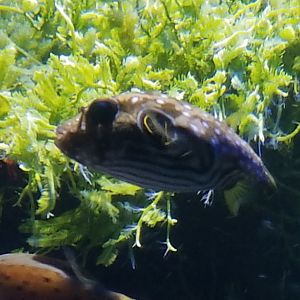 Young Whitespotted Puffer