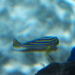 Indian Ocean Oriental Sweetlips