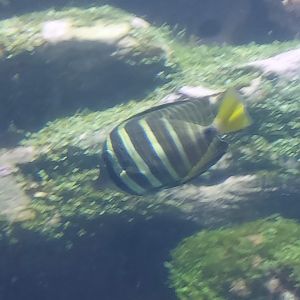 Sailfin Tang
