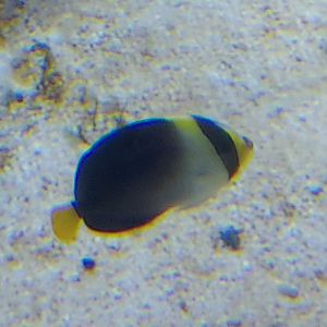 Greytail Angelfish