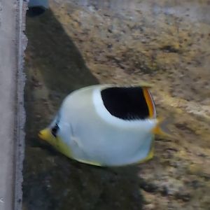 Saddle Butterflyfish