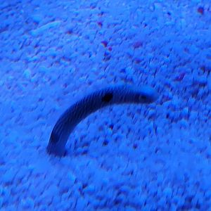 Spotted Garden Eel