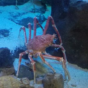 Japanese Spider Crab