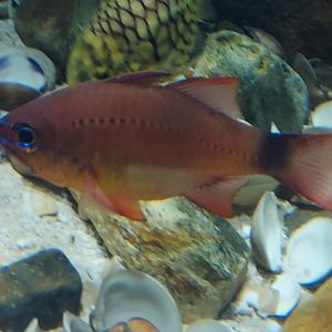 Ring-tailed Cardinalfish