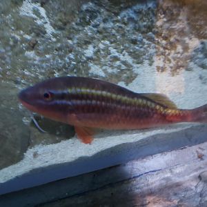 Whitesaddle Goatfish