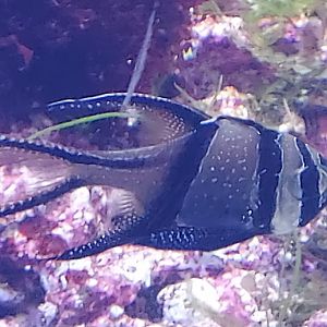 Banggai Cardinalfish