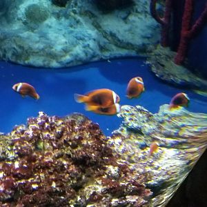 Tomato Clownfish