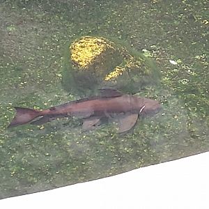 Chinese High Fin Banded Shark