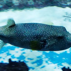 Whitespotted Puffer