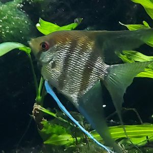 Freshwater Angelfish