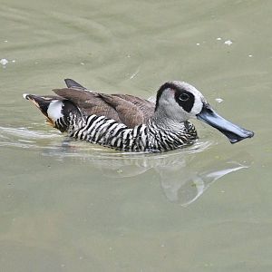 Pink-eared Duck (Malacorhynchus membranaceus)