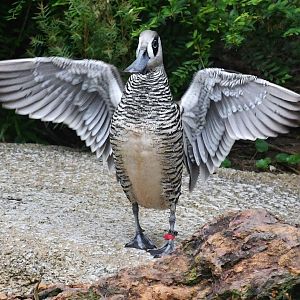 Pink-eared Duck (Malacorhynchus membranaceus)