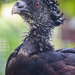 female great curassow (Crax rubra)