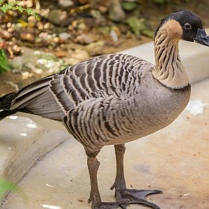 Hawaiian goose  (Branta sandvicensis)
