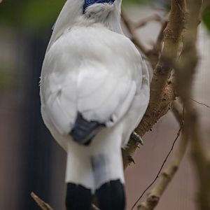 Bali myna (Leucopsar rothschildi)