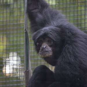 The siamang (Symphalangus syndactylus)