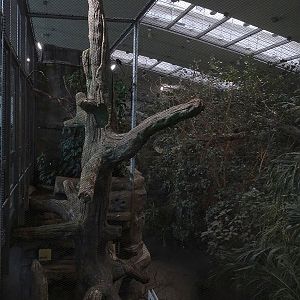 Exotenhaus: Wrinkled hornbill & hill mynah aviary