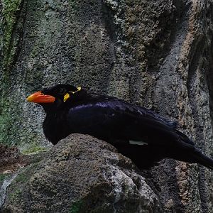 Hill mynah (Gracula religiosa)