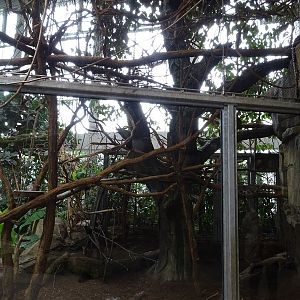 Exotenhaus: Sloth/agouti/callimico/parakeet aviary