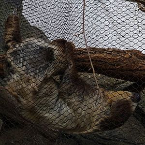 Linnaeus' two-toed sloth (Choloepus didactylus)