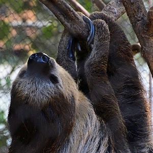 Linnaeus' two-toed sloth (Choloepus didactylus)