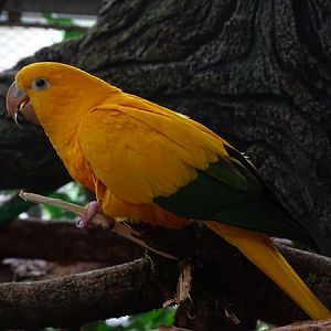 Golden parakeet (Guaruba guarouba)