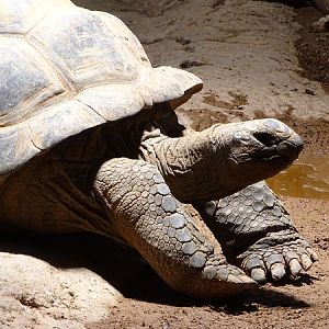 Aldabra giant tortoise (Aldabrachelys gigantea gigantea)