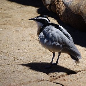 Egyptian plover (Pluvianus aegyptius)