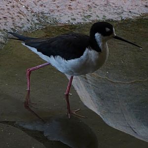 Black-necked stilt (Himantopus mexicanus mexicanus)