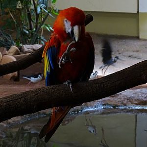 Scarlet macaw (Ara macao)