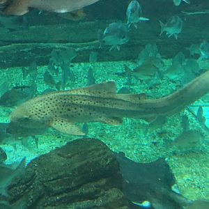Zebra Shark