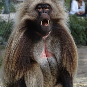 Gelada