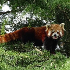 Red panda