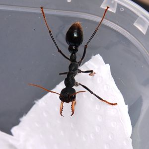 Australian jumper ant (Myrmecia tarsata)
