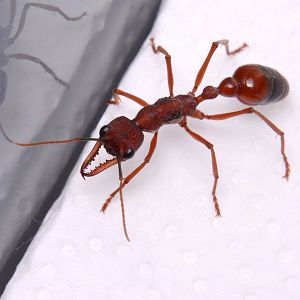 Black-scaped bull ant (Myrmecia nigriscapa)