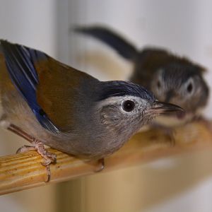 Vietnamese blue-winged minla (Actinodura cyanouroptera wingatei)