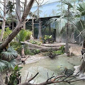 The Swamp- Aviary
