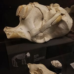 Susie (Asian elephant)