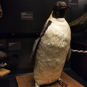 Emperor penguin taxidermy