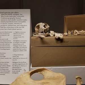 Ring-tailed lemur bones